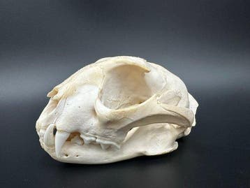 Caracal Schedel van een zoogdier - Caracal caracal - 7.5 cm