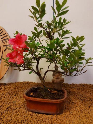 Bonsaï Azalée (Rhododendron) - Hauteur (arbre) : 30 cm -