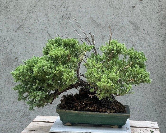 Jeneverbes bonsai (Juniperus) - Hoogte (boom): 26 cm -, Antiquités & Art, Curiosités & Brocante