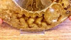 Ammoniet - Gefossiliseerd dier - Aioloceras (Cleoniceras), Verzamelen