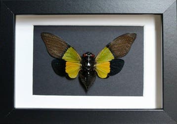 Insekt Taxidermie volledige montage - Cigale Trengganua