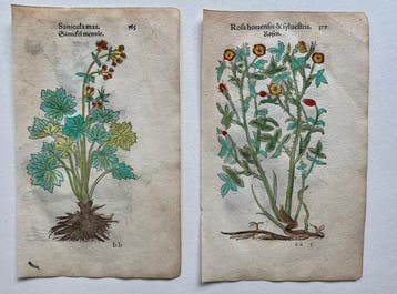 Leonhart Fuchs - Primi de stirpium historia commentariorum