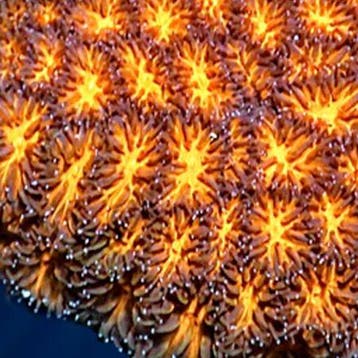 Leptastrea Oranje Frag (Ong. 2-3 cm), Dieren en Toebehoren
