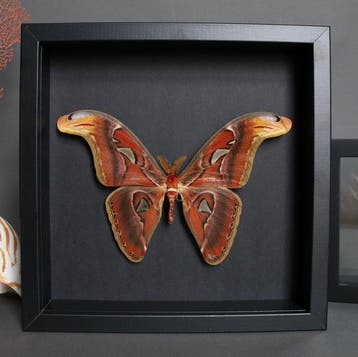 Vlinder Taxidermie volledige montage - Attacus atlas - 23 cm