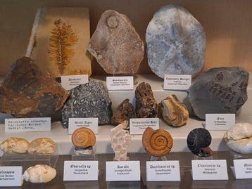 Oude fossielenverzameling ca. 18 stuks - Fossiele matrix