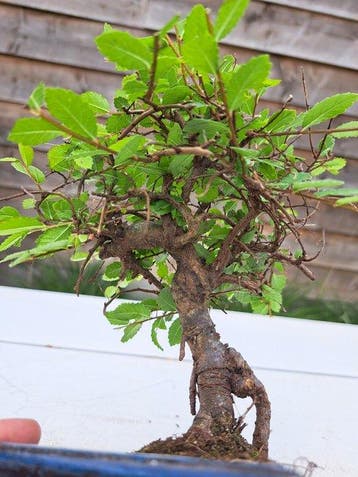 Chinese iep bonsai (Ulmus parviflora) - Hoogte (boom): 16 cm