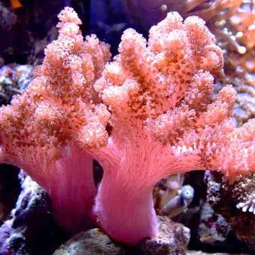 Cladiella Colt L (Ong. 15 cm), Dieren en Toebehoren, Vissen | Aquariumvissen