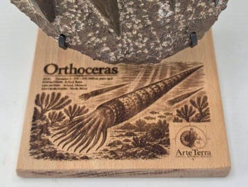 Orthoceras - Gefossiliseerd dier (Zonder minimumprijs)