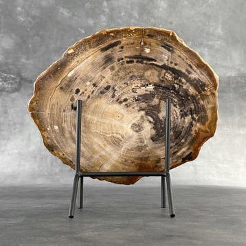 Magnifique tranche de bois pétrifié sur un socle