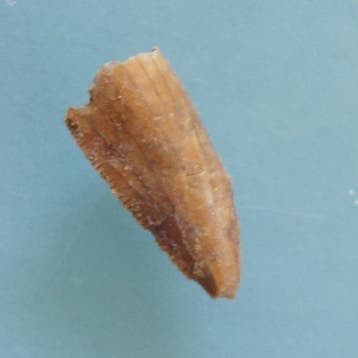 Dinosaurus - Fossiele tand - Abelisaurus, Pterodactylus und