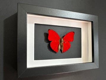 Vlinder Taxidermie volledige montage - Cymothoe Sangaris
