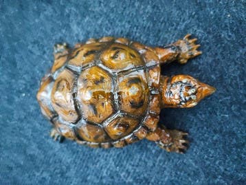 Figuur - turtle unique enamelded - Brons, Emaille