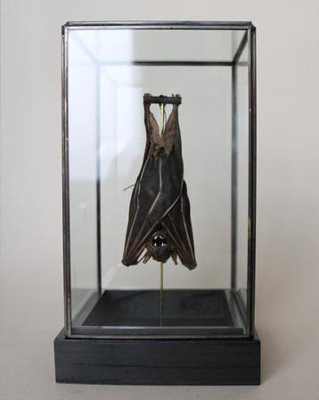 Vleermuis Taxidermie volledige montage - Cynopterus