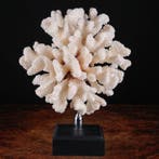 Exclusieve witte koraaltak - Elegante basis van hout en