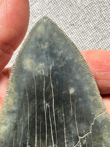Megalodon-tand 10,7 cm - Fossiele tand - Carcharocles