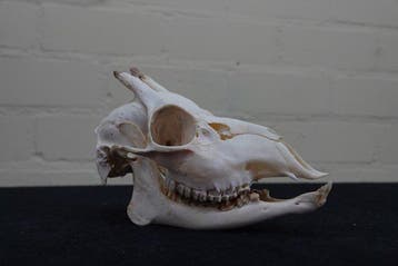 chevreuil mâle à défenses rares Crâne - Capreolus capreolus