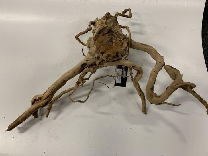 Spiderwood Selected SW59 - 70x50x23cm (Spider wood), Animaux & Accessoires, Poissons | Aquariums & Accessoires, Enlèvement ou Envoi
