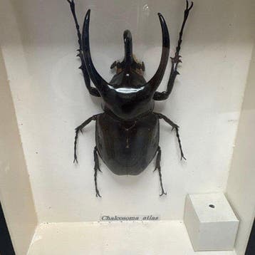 Kevel Taxidermie volledige montage - Chalcosoma atlas - 20