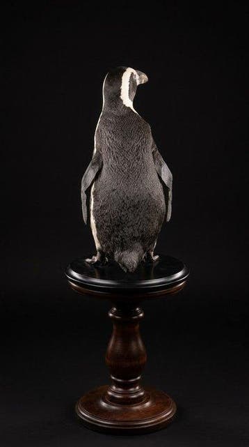 Pingouin Support de corps entier pour taxidermie -, Verzamelen, Nieuw