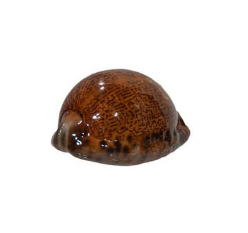Exclusieve verzamel-kauri: Mauritia arabica immanis (65 mm,
