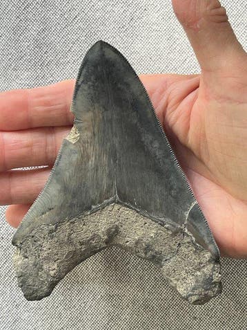 Megalodon-tand 12,8 cm - Fossiele tand - Carcharocles, Collections
