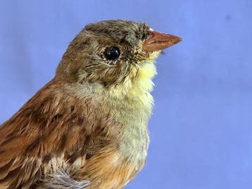 Zigolo nero Taxidermie volledige montage - Emberiza cirlus, Nieuw