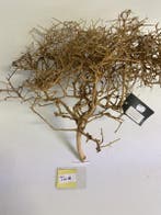 ThaiWood Yellow selected tw18-50x50x25cm (bonsai bomen), Ophalen of Verzenden, Nieuw, Plant(en), Steen of Hout