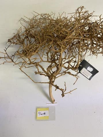 ThaiWood Yellow selected tw18-50x50x25cm (bonsai bomen), Ophalen of Verzenden, Nieuw, Plant(en), Steen of Hout