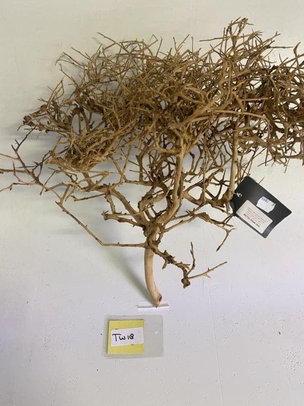 ThaiWood Yellow selected tw18-50x50x25cm (bonsai bomen), Dieren en Toebehoren, Vissen | Aquaria en Toebehoren, Plant(en), Steen of Hout