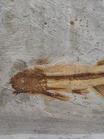 Vis - Gefossiliseerd dier - Lycoptera - 11 cm (Zonder