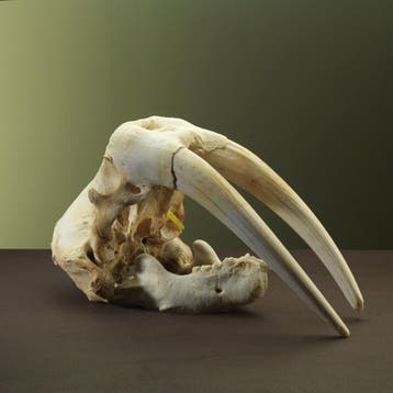 Walrus Schedel Taxidermie Opgezette Dieren By Max, Ophalen of Verzenden, Nieuw, Wild dier, Opgezet dier