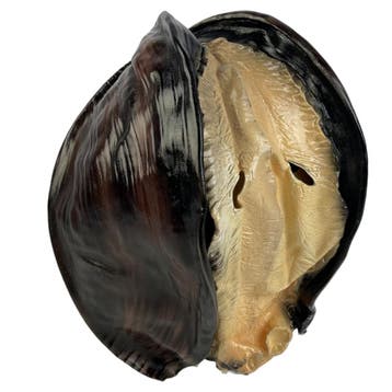 Oester/Schelp/mossel, Verzenden, Nieuw