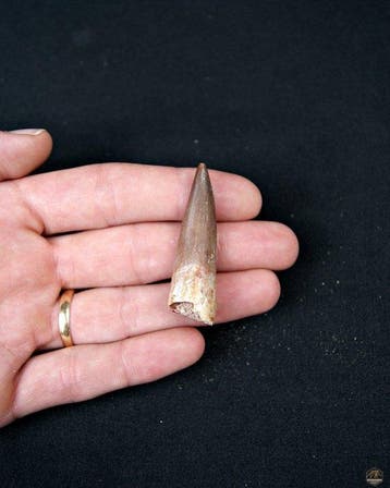 Reptile marin - Dent fossile - Plesiosaurus sp. (Sans prix