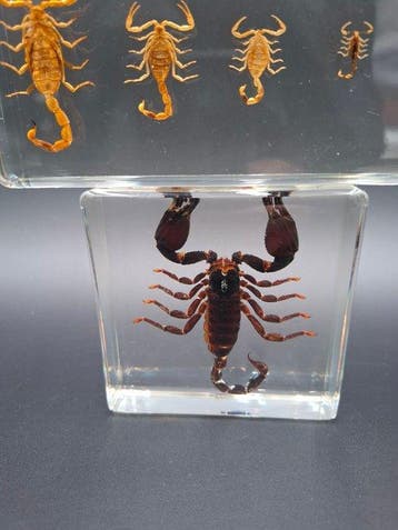 Black scorpion inclusion Support de corps entier pour