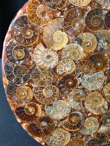 Ammonite - Animal fossilisé - Phylloceras Ammonite Fossil