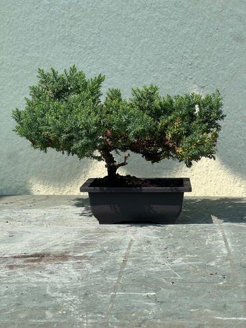 Jeneverbes bonsai (Juniperus) - Hoogte (boom): 18 cm -