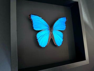 Papillon Support de corps entier pour taxidermie - Morpho