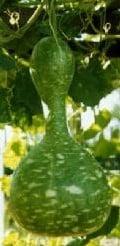 Indonesian bottle gourd lagenaria fleskalebas basiseenheid