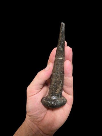 Spicomellus - Fossiel skelet, Verzamelen