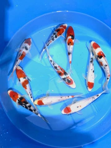 Hirasawa Marusei 22-27cm (Japanse Koi), Ophalen of Verzenden