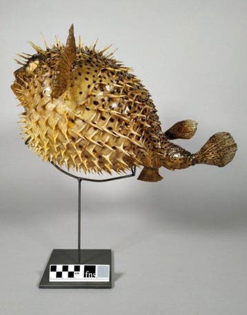 poisson porc-épic Support de corps entier pour taxidermie -