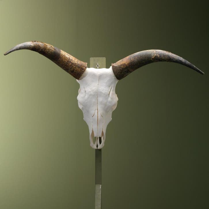 Hongaarse Steppenrund Schedel, Verzamelen, Dierenverzamelingen, Opgezet dier, Nieuw, Wild dier, Ophalen of Verzenden