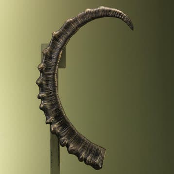Ibex Hoorn Replica Taxidermie Opgezette Dieren By Max, Verzamelen, Ophalen of Verzenden, Nieuw, Wild dier, Opgezet dier