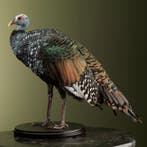 Pauwkalkoen Taxidermie Opgezette Dieren By Max, Ophalen of Verzenden, Opgezet dier