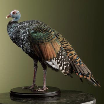 Pauwkalkoen Taxidermie Opgezette Dieren By Max, Ophalen of Verzenden, Nieuw, Vogel, Opgezet dier
