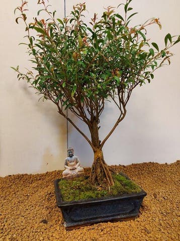 syzygium - Hoogte (boom): 42 cm - Diepte (boom): 35 cm -
