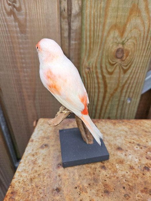 Kanarie ( Rood mozaïek ) Taxidermie volledige montage -, Verzamelen, Dierenverzamelingen