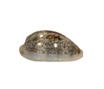 Cypraea cylindrica 24mm GEM | Prachtexemplaar Zylinder-Kauri