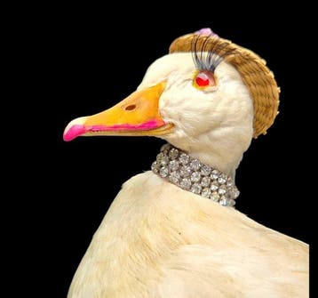 Princess duck - taxidermy preparation - very original -