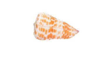 Conus tessulatus (60mm) | Grote droom voor verzamelaars |, Verzamelen, Mineralen en Fossielen